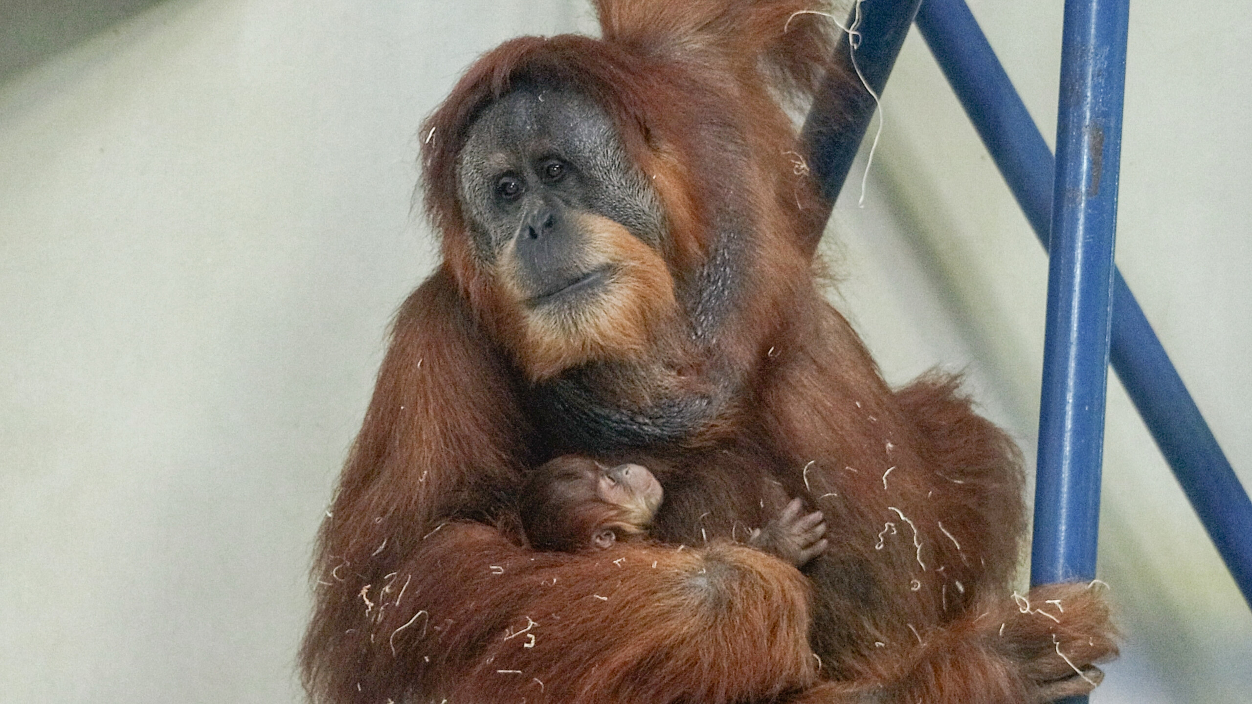 Philadelphia Zoo Announces Birth of Sumatran Orangutan – Philadelphia Zoo